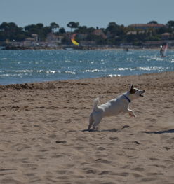九游娱乐-“天府新区沙滩赛场：沙滩合球挑战传统竞技”  第3张